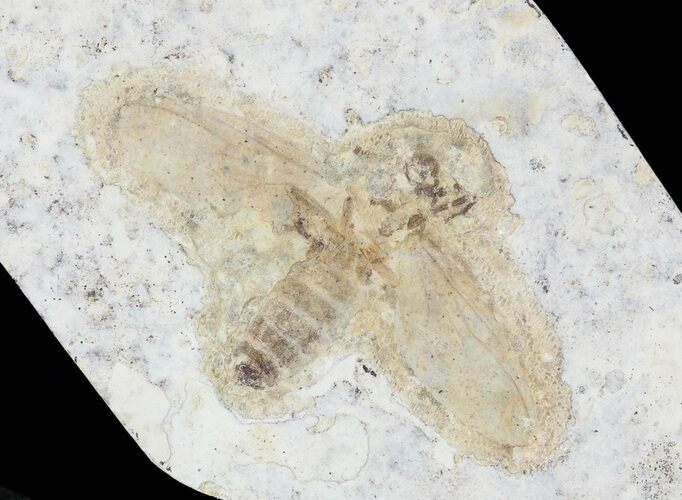 Fossil March Fly (Plecia) - Green River Formation #65097